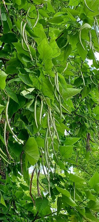 Long green pods, ressembling the shape and colour of  green beans. They hang from a large tree covered with big medium green leaves.
