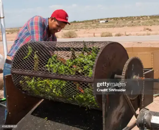 Hatch, New Mexico Green Chile Roasting - stock photo

Hatch, New Mexico, USA - September 2, 2012: Forty pounds of Hatch Valley "Big Jim" green chiles are roasted commercially at one booth during the annual Hatch, New Mexico chile festival that attracts hundreds of people. Hatch green chile is used by gourmets worldwide.

Chile roasting in a commercial roaster involves using a large, barrel-shaped machine that can roast up to 40 pounds of chiles at a time. This method provides high heat to blister the skins, making them easier to peel and enhancing their flavor.