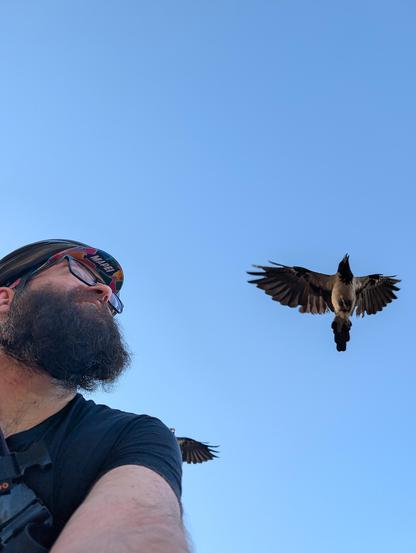 Foto von mir und einer Krähe, ich (Mann mit Vollbart, schwarzem T-Shirt, bunter Radkappe, Brille), bin links unten im Bild und schaue nach rechts oben, wo eine grau-schwarze Nebelkrähe neben mir fliegt. Von mir halb verdeckt, fliegt über mir auch eine weitere. Der Himmel über uns ist strahlend blau ohne Wolken.