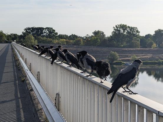 Foto von 13 Krähen, die hintereinander auf einem metallischen Brückengeländer auf der rechten Seite der Brücke sitzen. Manche schauen nach links, manche nach rechts. Im Hintergrund unten ist ein breiter Fluss unter der Brücke, dahinter ein Ufer mit großen Bäumen.