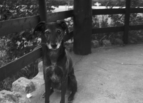 a black dog with a grey muzzle sits patiently looking into the camera, she is wondering why the walk has stopped.  In the background is a wooden fence and beyond that a quarry.