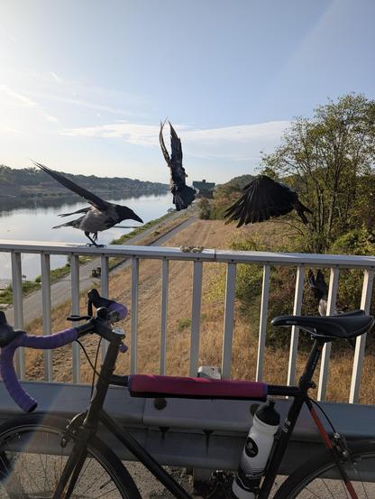 Foto eines Brückengeländers, von der Brücke aus über die Seite aufgenommen. Vorne lehnt ein Rennrad mit lila Lenkerband an einer Leitplanke, dahinter ist ein Brückengeländer aus Metall. Am Geländer liegt ein kleiner Haufen Erdnüsse samt Schale, drei Krähen sind gerade im Begriff, sich darauf zu stürzen: links steht eine Krähe am Geländer und macht einen Schritt auf die Nüsse zu. In der Mitte fliegt eine Krähe direkt auf die Nüsse zu und von rechts kommt eine Krähe im Landeanflug daher. Alle sind ca. gleich weit von den Nüssen entfernt.

Unten links verläuft ein breiter Fluss unter der Brücke, rechts und links davon sind die Ufer mit Wiesen und Bäumen bedeckt.