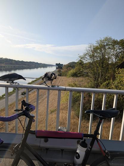 Foto oben auf einer Brücke über einen Fluss (verläuft links hinten im Bild von uns weg), über die Seite aufgenommen: Ein Rennrad mit lila Lenkerband lehnt an einer Leitplanke vor einem Metallgeländer. Am Geländer steht eine Krähe, zu uns gedreht, mit zwei ganzen Erdnüssen im Schnabel. Links neben ihr schleicht sich bereits eine zweite Krähe an, die ebenfalls Nüsse möchte.