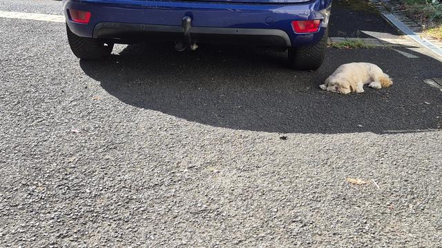 Photo identique : la chienne s'est décalée vers la droite pour rester à l'ombre de la carrosserie.