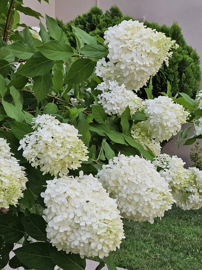 Some blooms on my giant hydrangea. Clusters of small white flowers that make a large cone shape. Each cone is between 4 and 7 inches long.