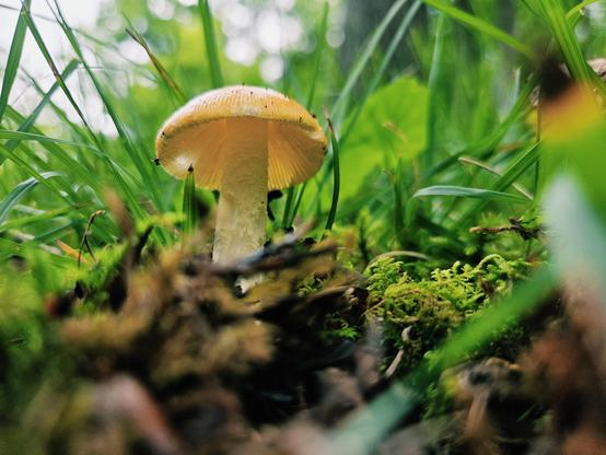 A tiny golden yellow capped mushroom sits surrounded by moss and grass and downed leaves. The sky above is blurry dots. Light makes it through the cap revealing gills underneath. The stem is straight and white, the cap sitting on top like a bowl cut.