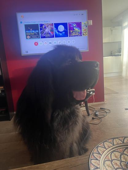 Odin the Newfie in front of a Nintendy Switch menu screen, with a truly angelic blep