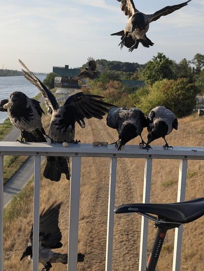 Foto von einer Brücke zur Seite, vor uns ist ein Metall-Brückengeländer, auf dem in der Mitte oben mehrere Erdnüsse mit Schale liegen. Vier Krähen stehen nebeneinander am Geländer, nebeneinander aufgereiht, zu uns gedreht. Die ganz links hat eine Erdnuss im Schnabel und ist im Begriff, sich weg zu drehen, die zweite hat ebenfalls eine Nuss erwischt, die Flügel halb ausgebreitet, die dritte ist gerade dabei, eine Erdnuss in den Schnabel zu stopfen, während die vierte ganz rechts nur zusehen kann, weil sie zu weit weg ist. Im Hintergrund ist eine fünfte Krähe gerade im Anflug auf die Szene, zwei weitere Krähen sind dahinter bzw. darunter auch im Flug. Vorne lehnt ein Fahrrad am Geländer, davon sichtbar ist nur der Sattel.