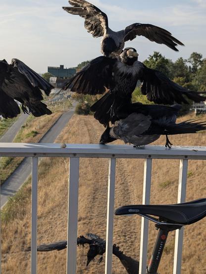 Foto eines Brückengeländers aus Metall, von der Brücke aus auf die Seite gesehen. Auf dem Geländer liegt eine Erdnuss mit Schale, darunter und darüber streiten sich insgesamt fünf Krähen um Erdnüsse. Eine in der Mitte hat eine im Schnabel und versucht damit weg zu fliegen. Im Vordergrund lehnt ein Fahrrad am Geländer, nur der Sattel davon ist sichtbar.