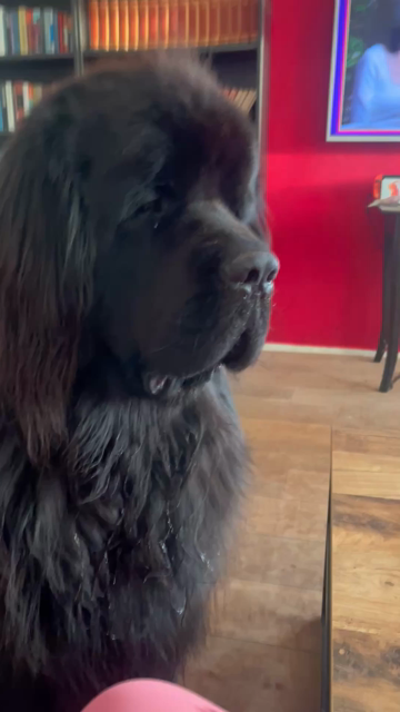 Odin the Newfie going to town on a plate covered in bacon grease, scouring it clean