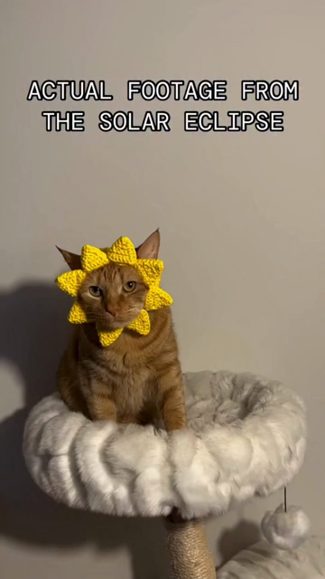 An orange cat with a crocheted sunlike thing around his head and a black cat with a crocheted moon like thing on his head floating in front of him, like the solar eclipse today