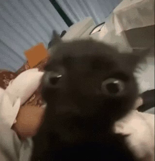 Black cat blinded by light