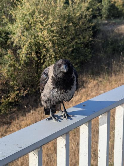 Eine grau-schwarze Nebelkrähe steht auf einem Metallgeländer, zu uns gedreht. Sie ist leicht nach vorne gebeugt und sieht direkt in die Kamera. Hinter ihr ist vertrocknete Wiese und dahinter grünes Gebüsch.