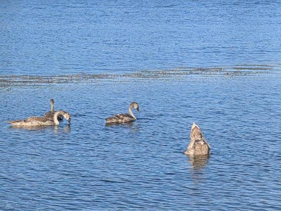 Foto von vier grauen Schwänen, die auf einem Gewässer schwimmen. Einer (ganz rechts) hat den Kopf unter Wasser und zeigt uns seine Unterseite und seinen Hintern.