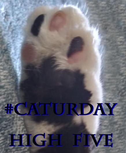 black and white cat paw high five