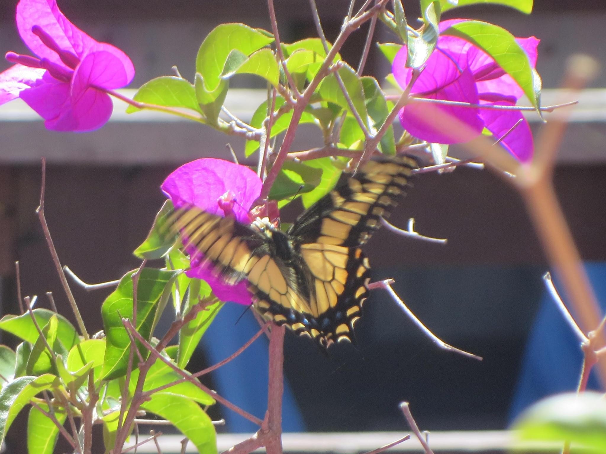 Tiger swallowtail butterfly, deep yellow with black markings, on purple bougainvillea.