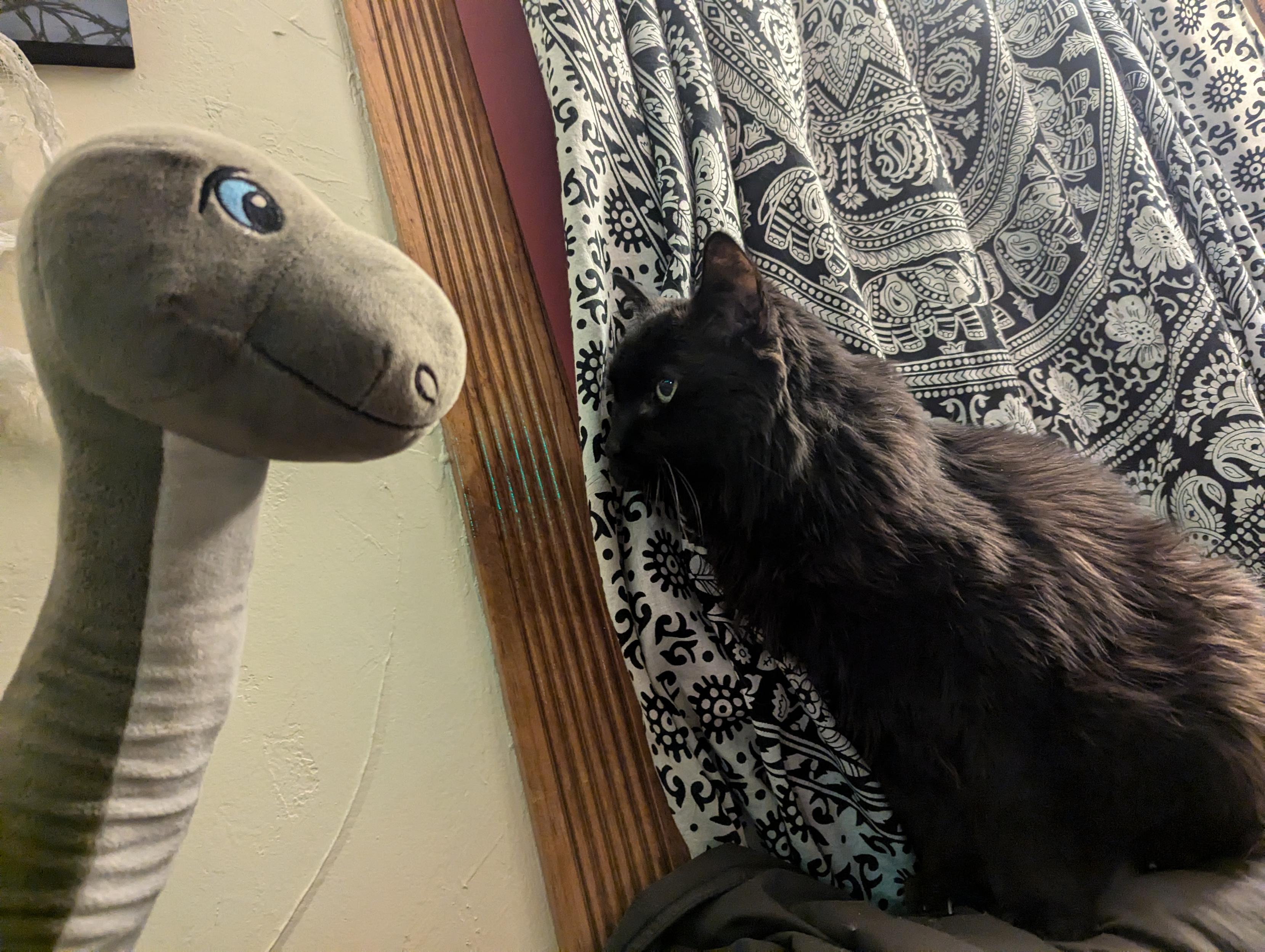 A fluffy black cat looks at a stuffed dinosaur against the backdrop of a window frame and a tapestry.