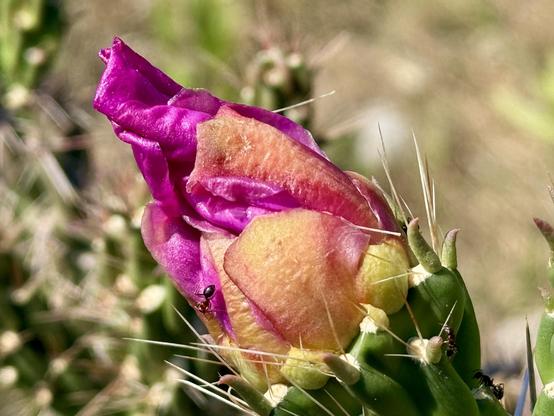 A very close shot of a bright pink cholla blossom. It’s extending from a green, spiny branch. More such branches are visible, out of focus, in the background. Ants are visible crawling around on the flower and branch.