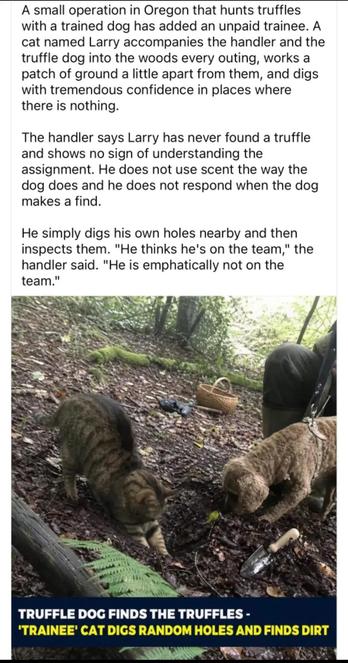 A small operation in Oregon that hunts truffles with a trained dog has added an unpaid trainee. A cat named Larry accompanies the handler and the truffle dog into the woods every outing, works a patch of ground a little apart from them, and digs with tremendous confidence in places where there is nothing.
The handler says Larry has never found a truffle and shows no sign of understanding the assignment. He does not use scent the way the
dog does and he does not respond when the dog makes a find.
He simply digs his own holes nearby and then inspects them. "He thinks he's on the team," the handler said. "He is emphatically not on the
team."