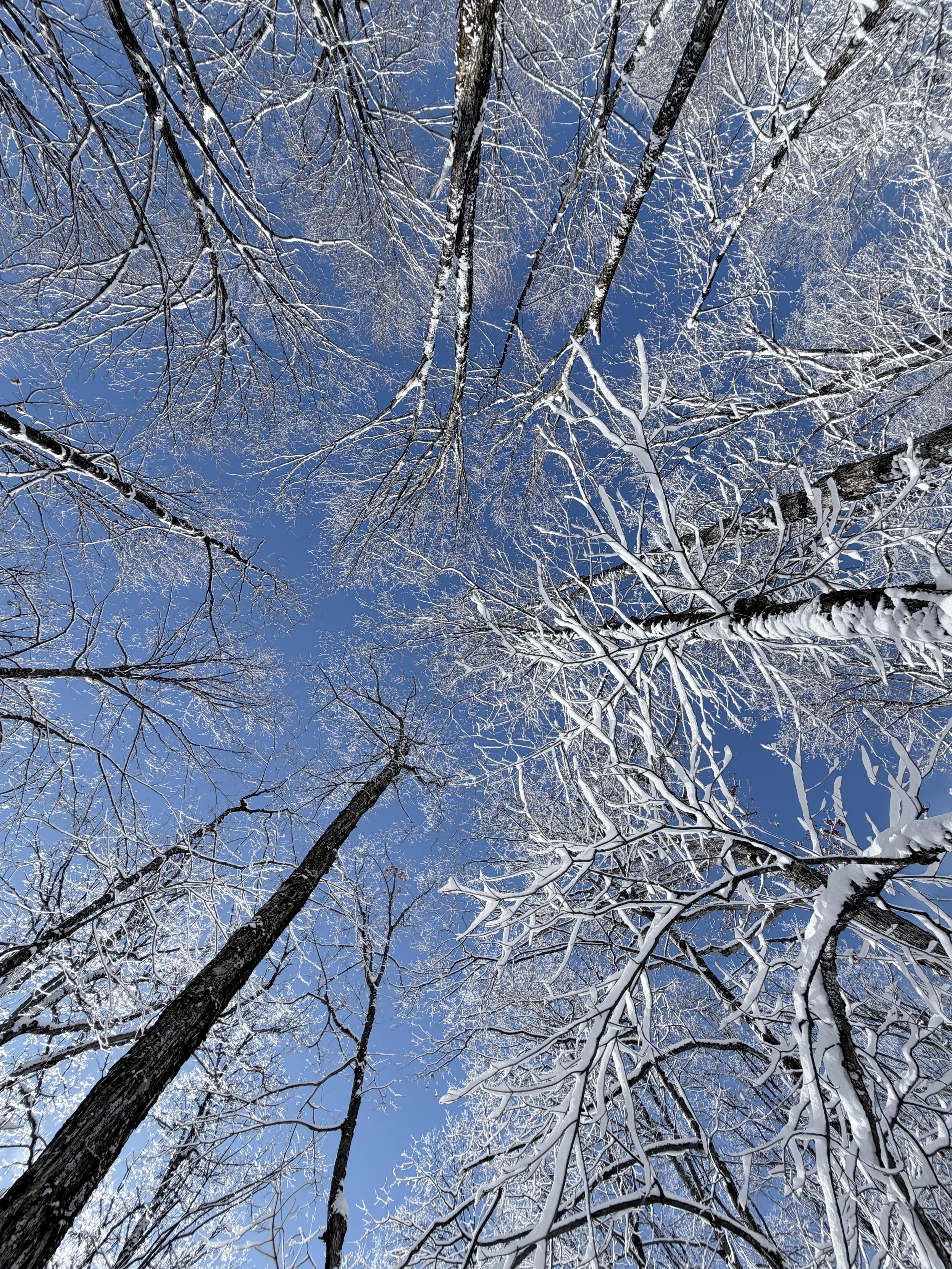 Des arbres enneigés pris en levant la tête, on voit le ciel bien bleu en arrière. Normal il fait -16°C.