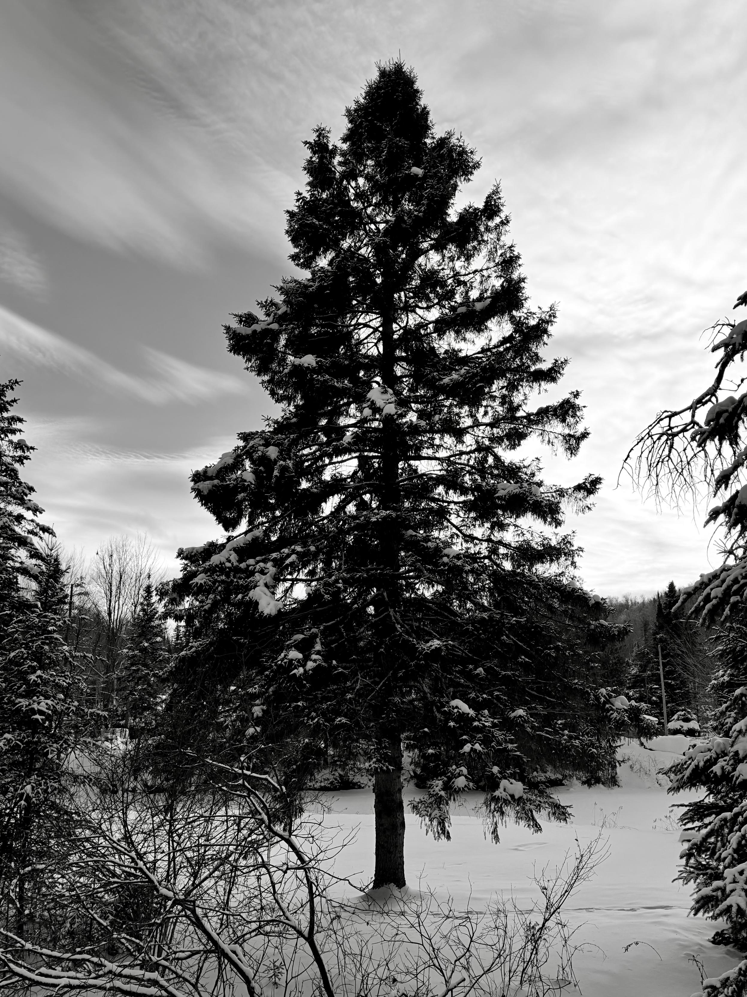 Un arbre immense, plein cadre dans la neige.