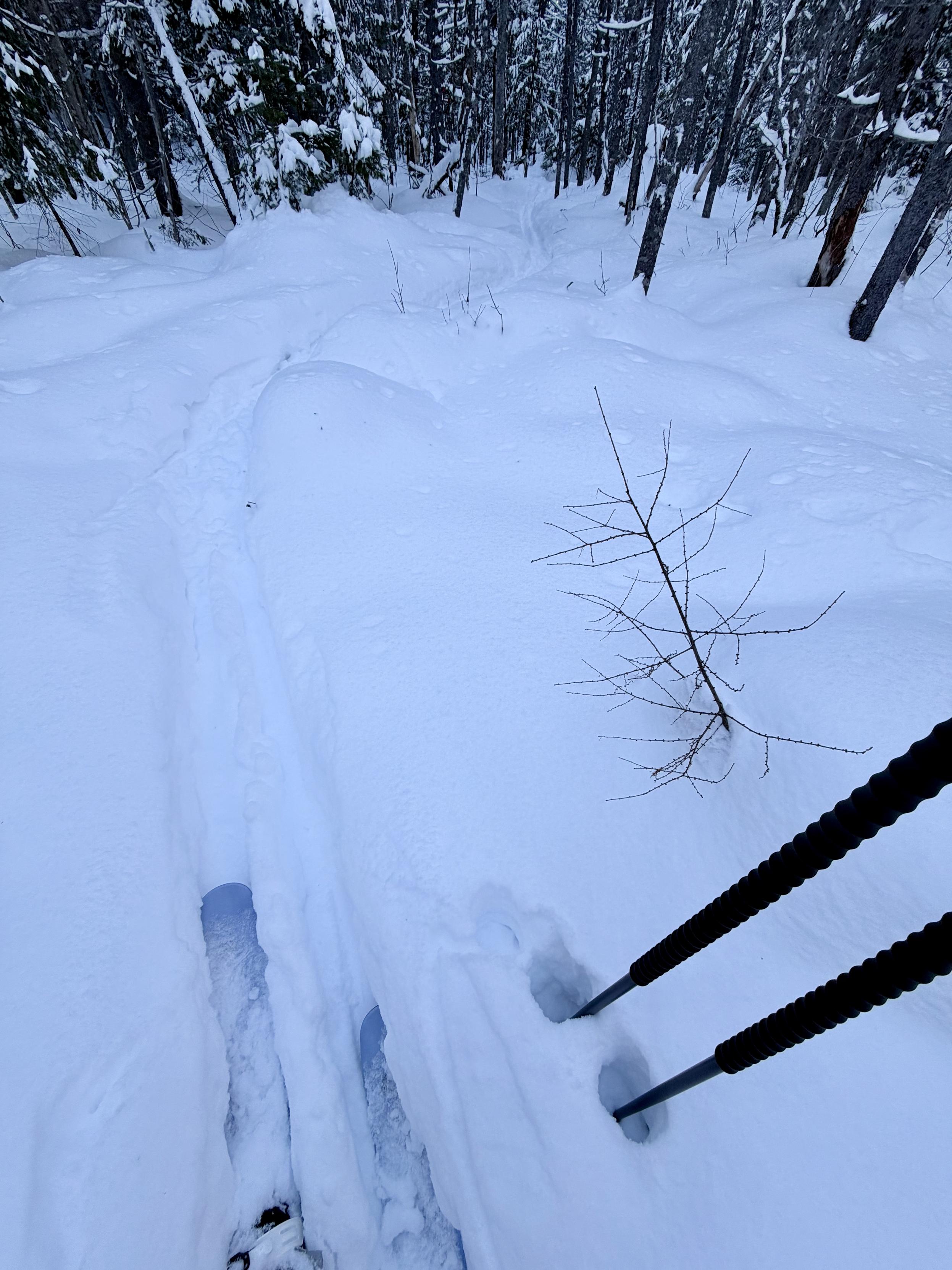 Mes ski-raquettes et bâtons au premier plan et un chemin sinueux dans la neige pour aller dans la forêt.