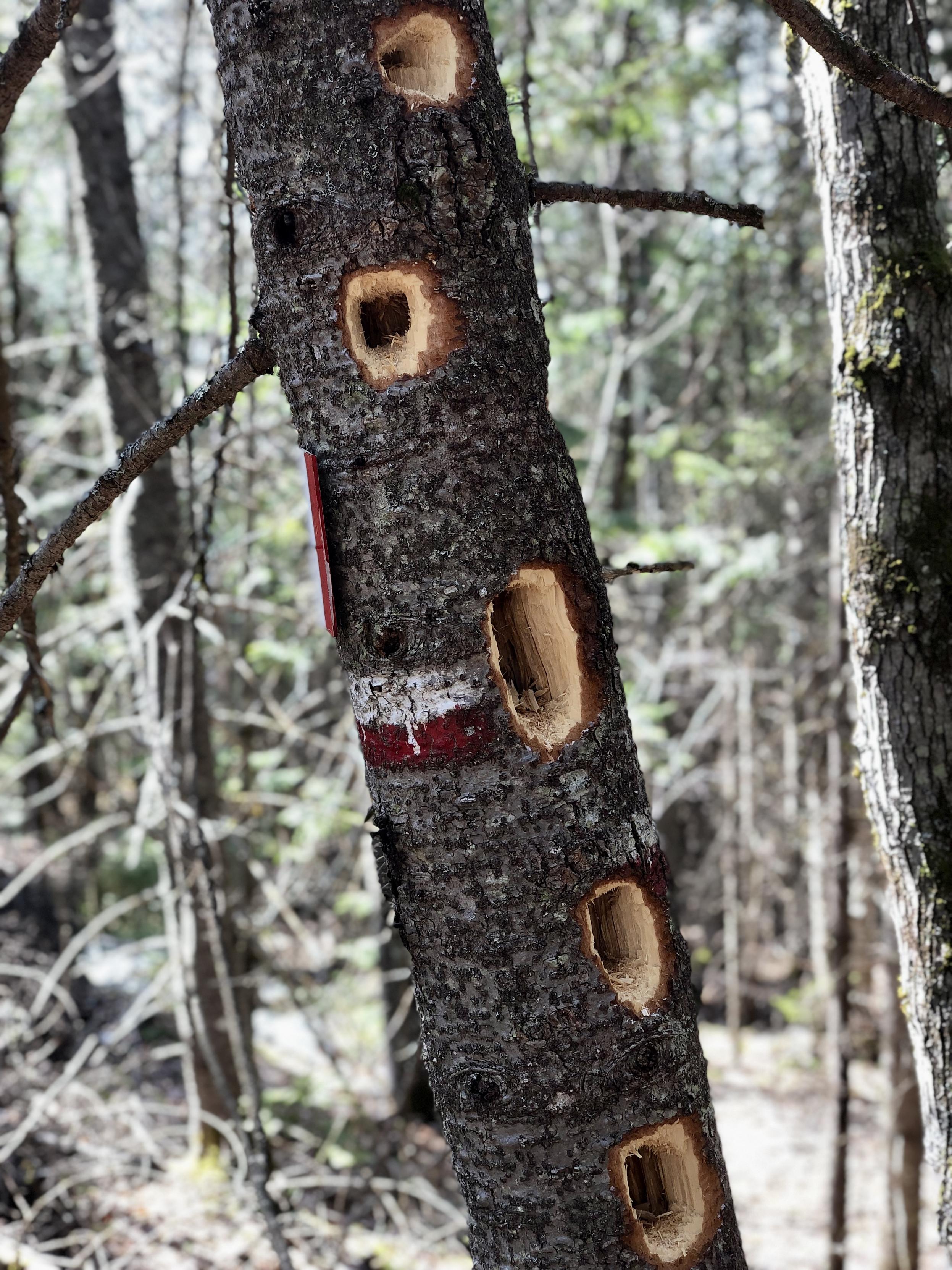 Un arbre constellé de trous de pics.