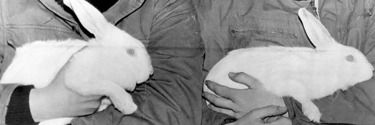 Header Image