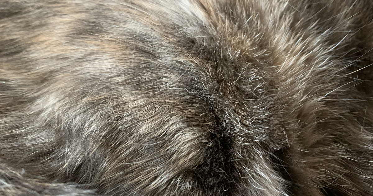 Icon for felin.social