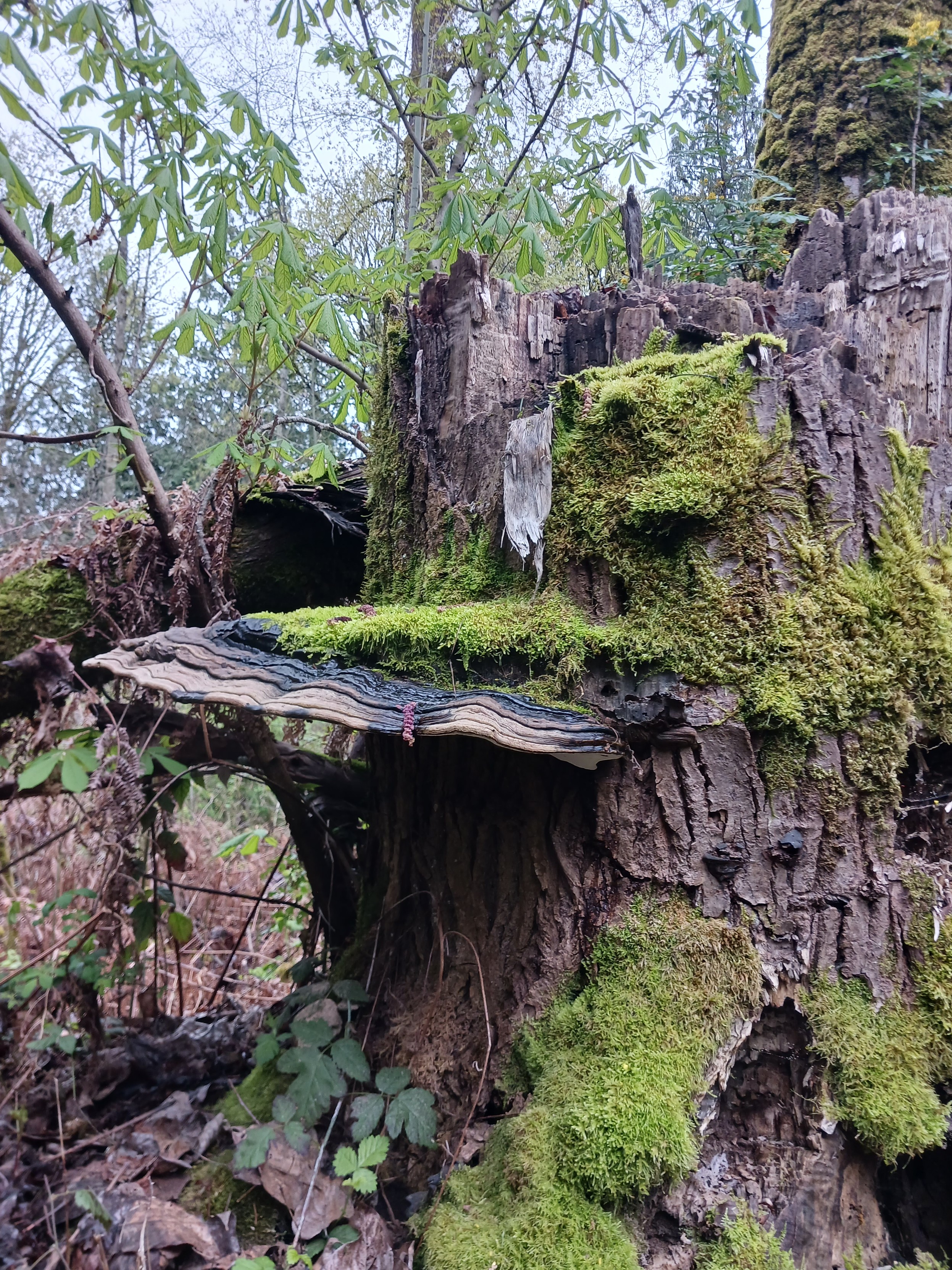 A tree stump in a wooded park, with an very large brown shelf fungus, and lots of moss