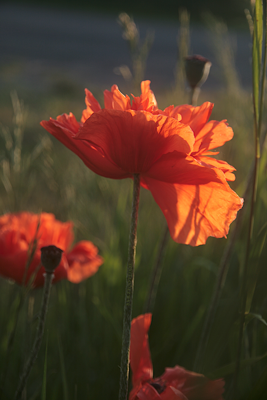 Orange poppies photographed towards the sun, with the giant petalls seeming to glow.