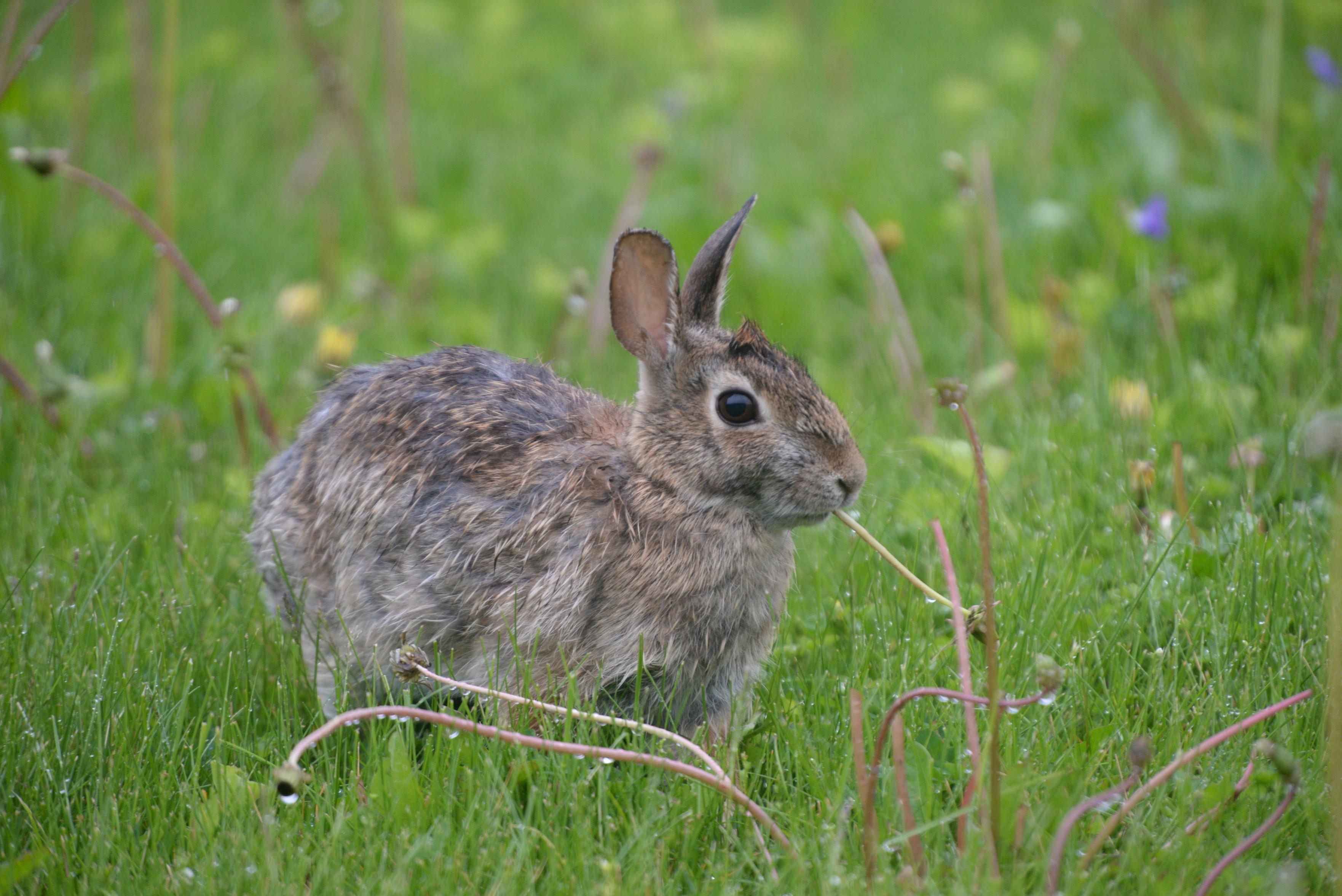 Rabbit in front lawn among weeds