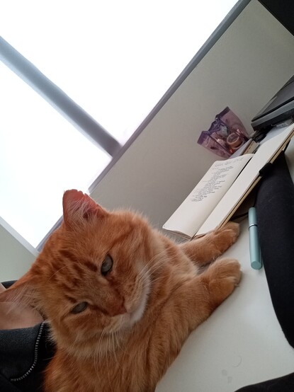 Alfred, a big orange cat, is sitting on my lap (I don't show up in the picture), with his two front paws extending on the desk. He looks that this has been a hard week and the weekend will do him good