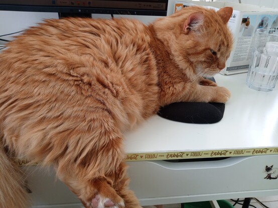 Alfred, a big orange cat, has sprawled on the desk, with his front paws on my mouse, and his body effectively blocking access to my keyboard. He looks pissed off and is giving me serious side-eye.