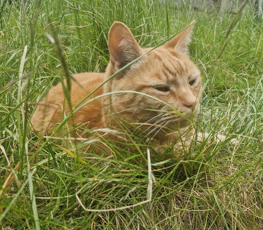 Colin, an orange cat. Lying in very long grass. He is looking up, but his eyes are almost closed.