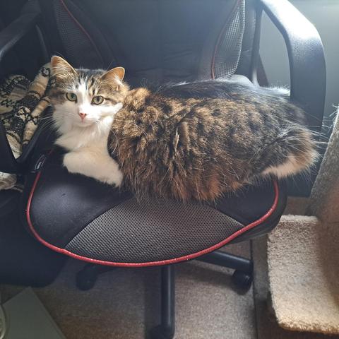A fluffy grey and white young cat lying in a dark office chair