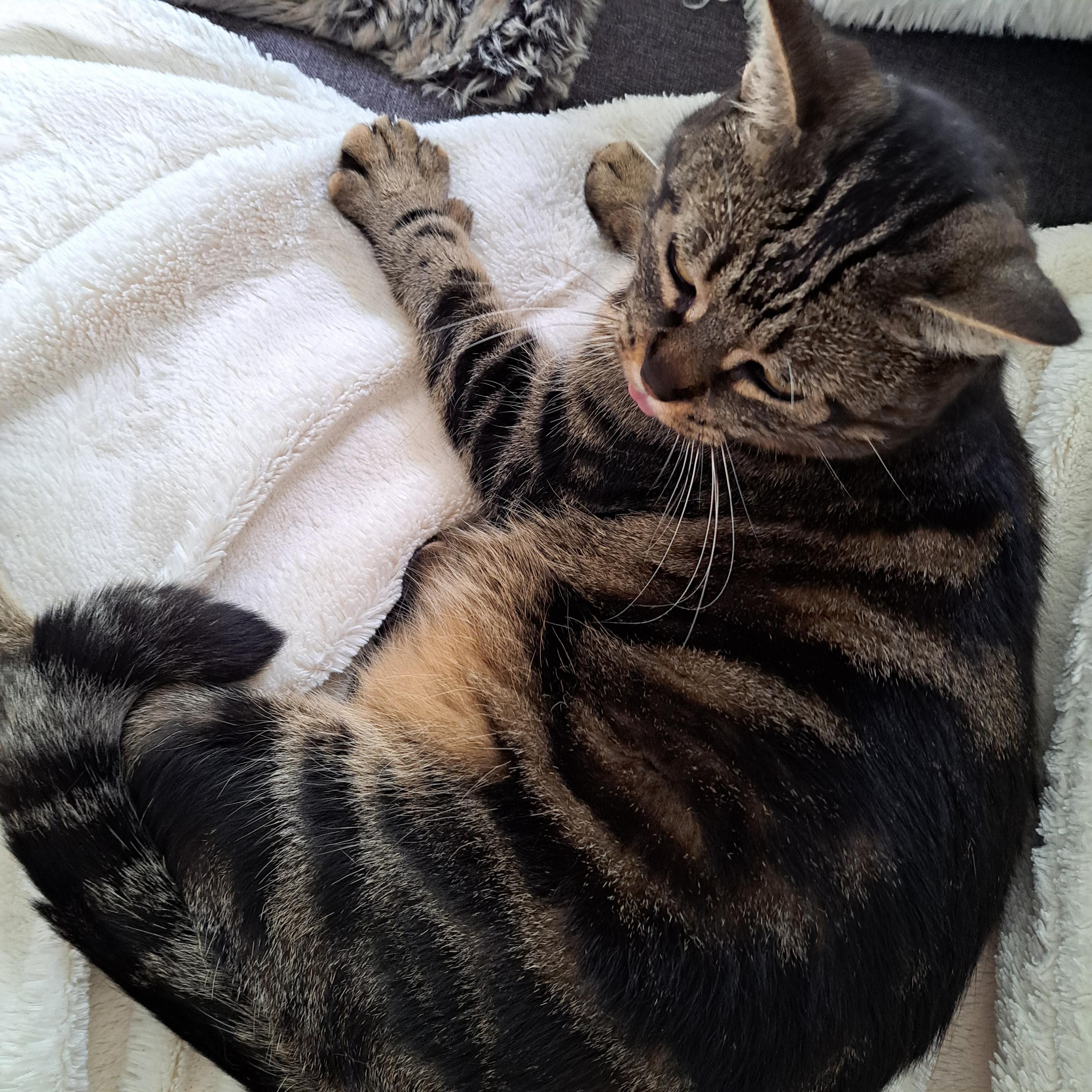 A tabby cat lying on his side on a white blanket, half asleep. lazily almost looking at the camera, tongue out