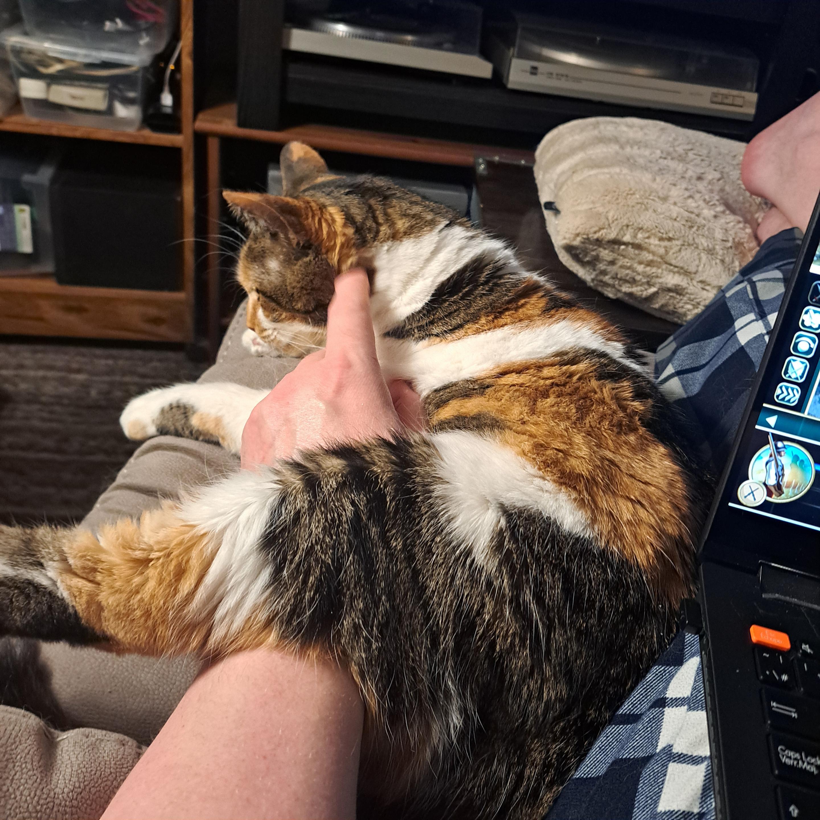 A calico cat lying on my chairs footrest, with her leg over my arm as I rub her belly