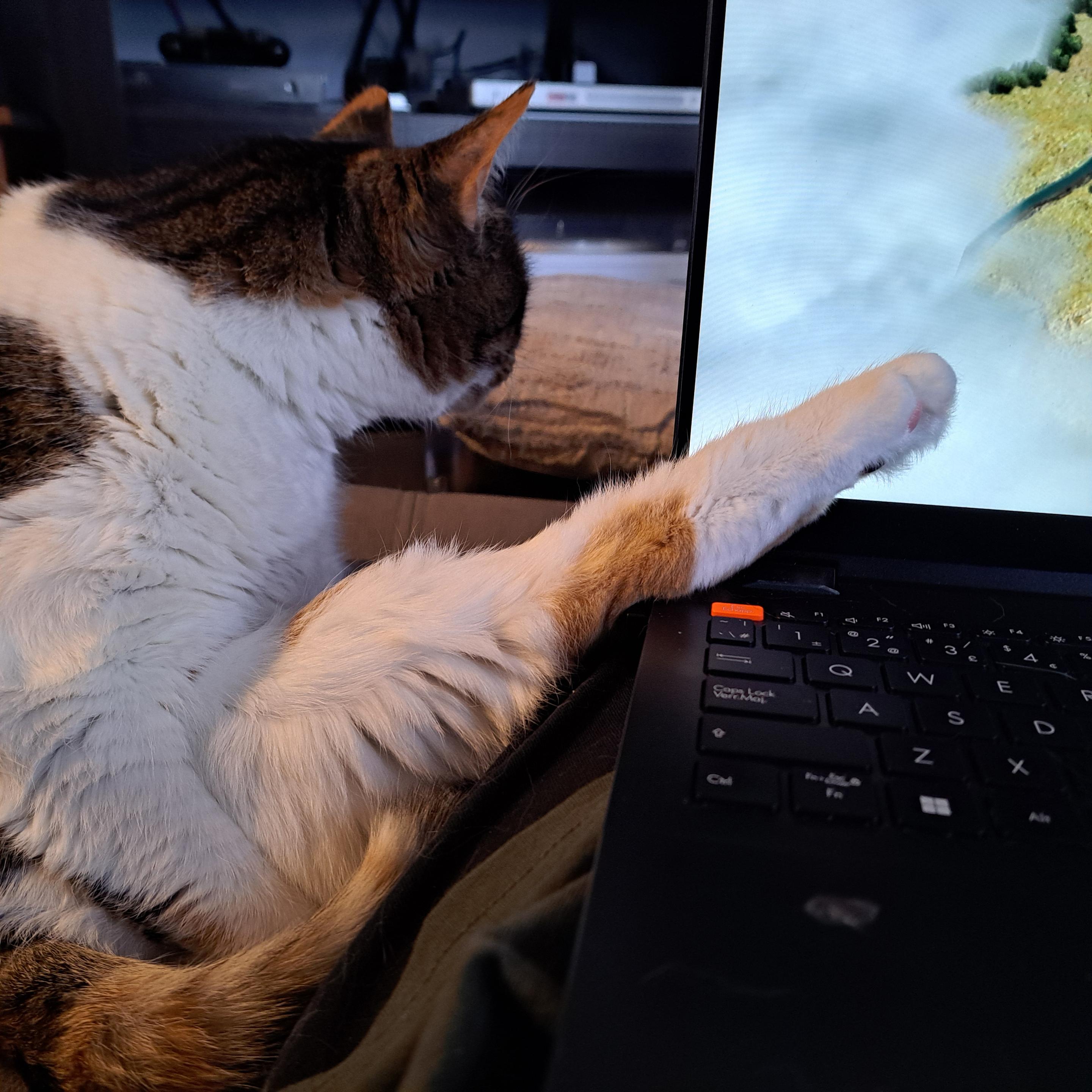 Same cat grooming with her other leg sticking up onto my keyboard