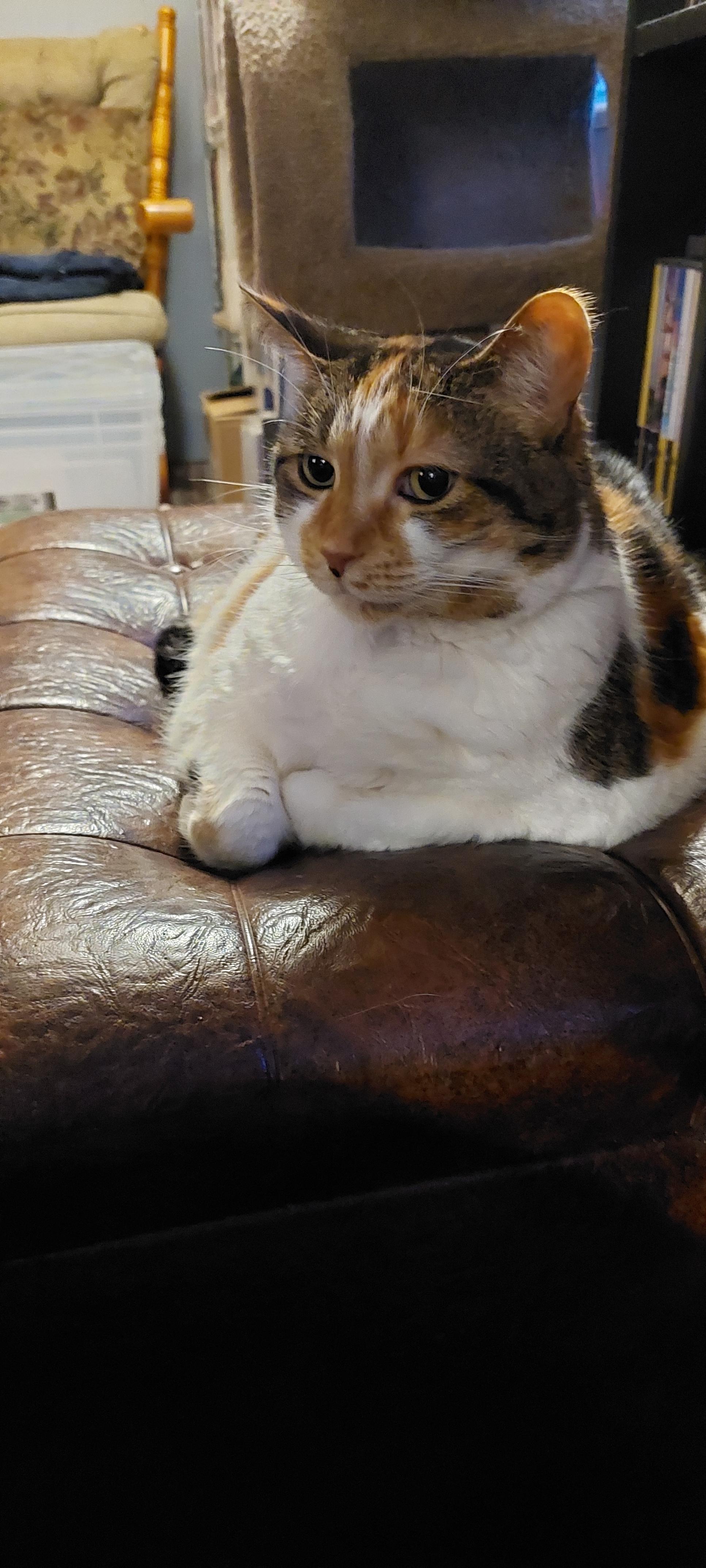 A calico cat half on her belly and her side, looking off in the distance and looking like she is deep in thought