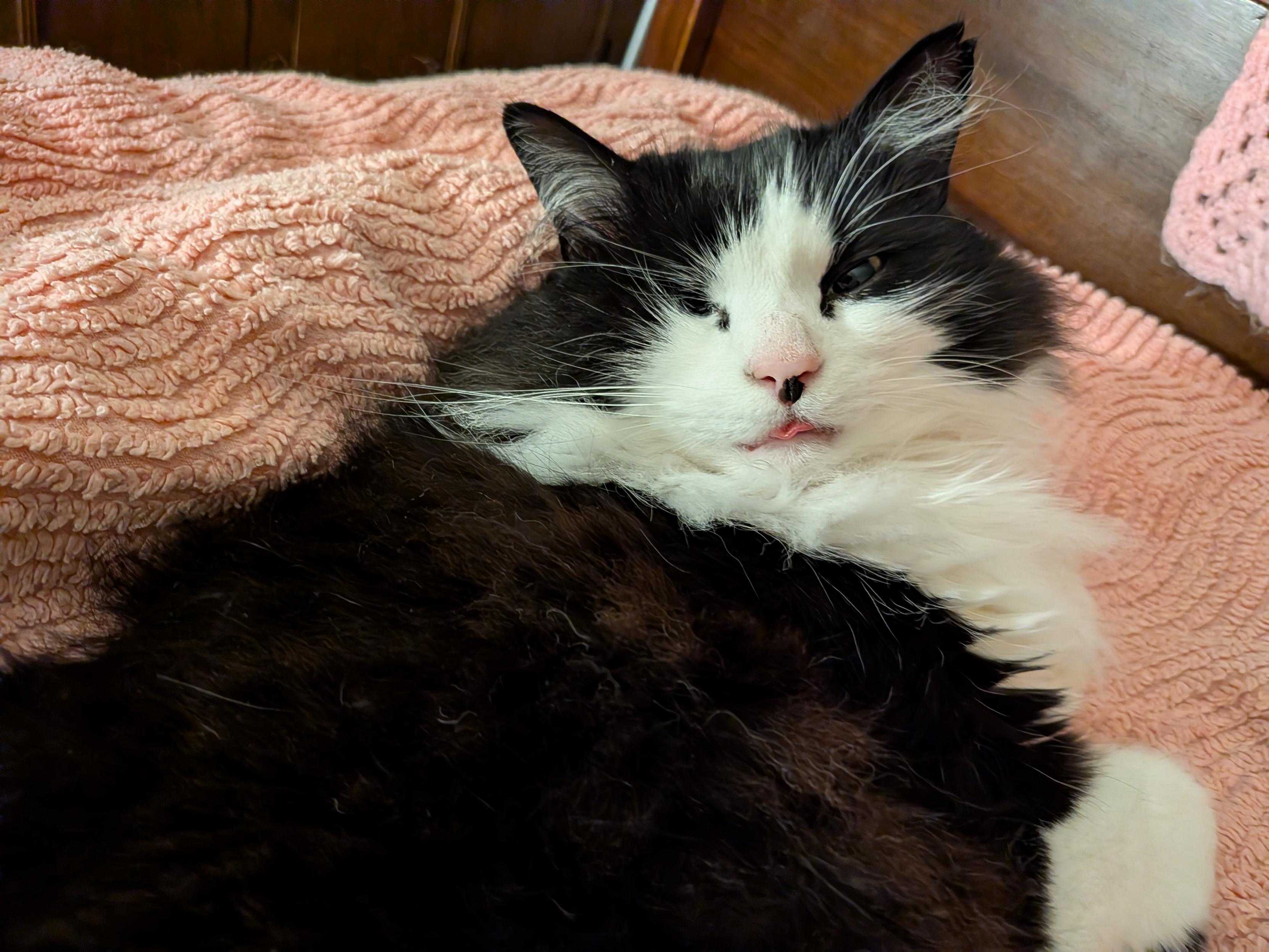 Eric, a fluffy, one eyed, black and white cat, sleeping with his eye slightly open, looking a bit disheveled and his tongue is sticking out.