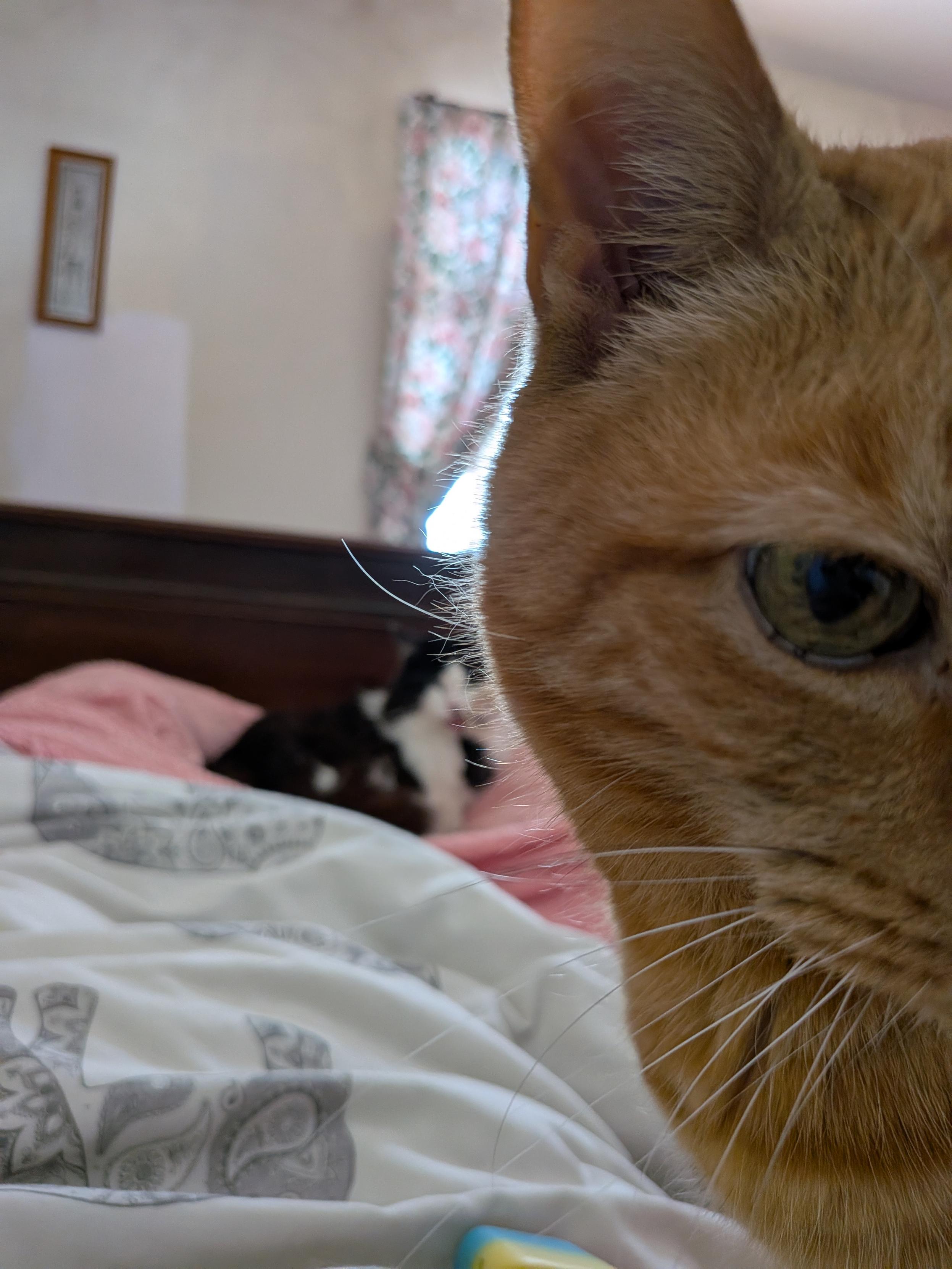 In the foreground is Colin, an orange cat. He's so close that only half his face is visible in the photo. Behind him is Eric sitting on a pink bedspread, cleaning his fluffy paws.