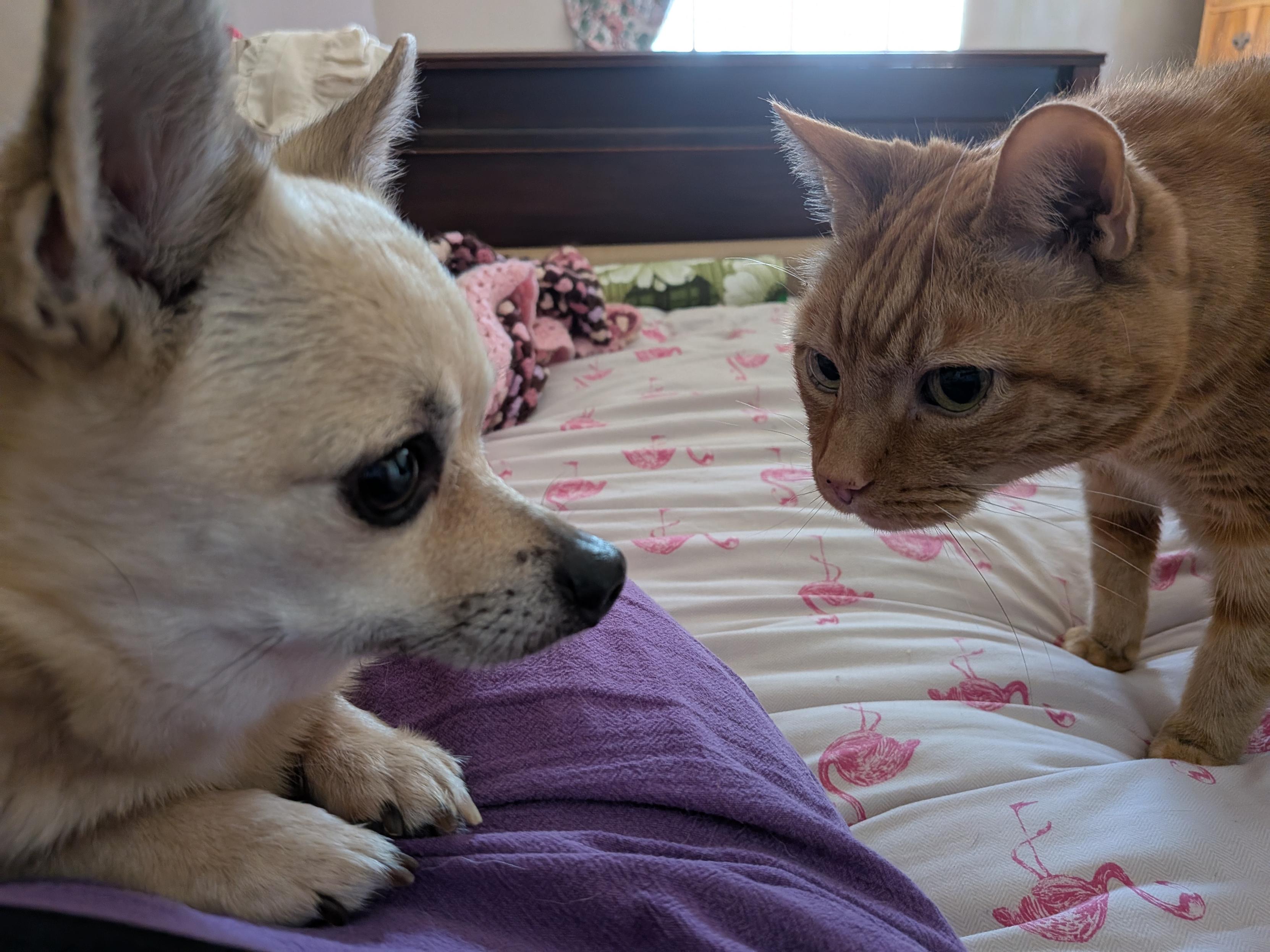 Colin, an orange cat, about 3 inches away from a chihuahua called Rodney. Colin is trying to sniff Rodney.