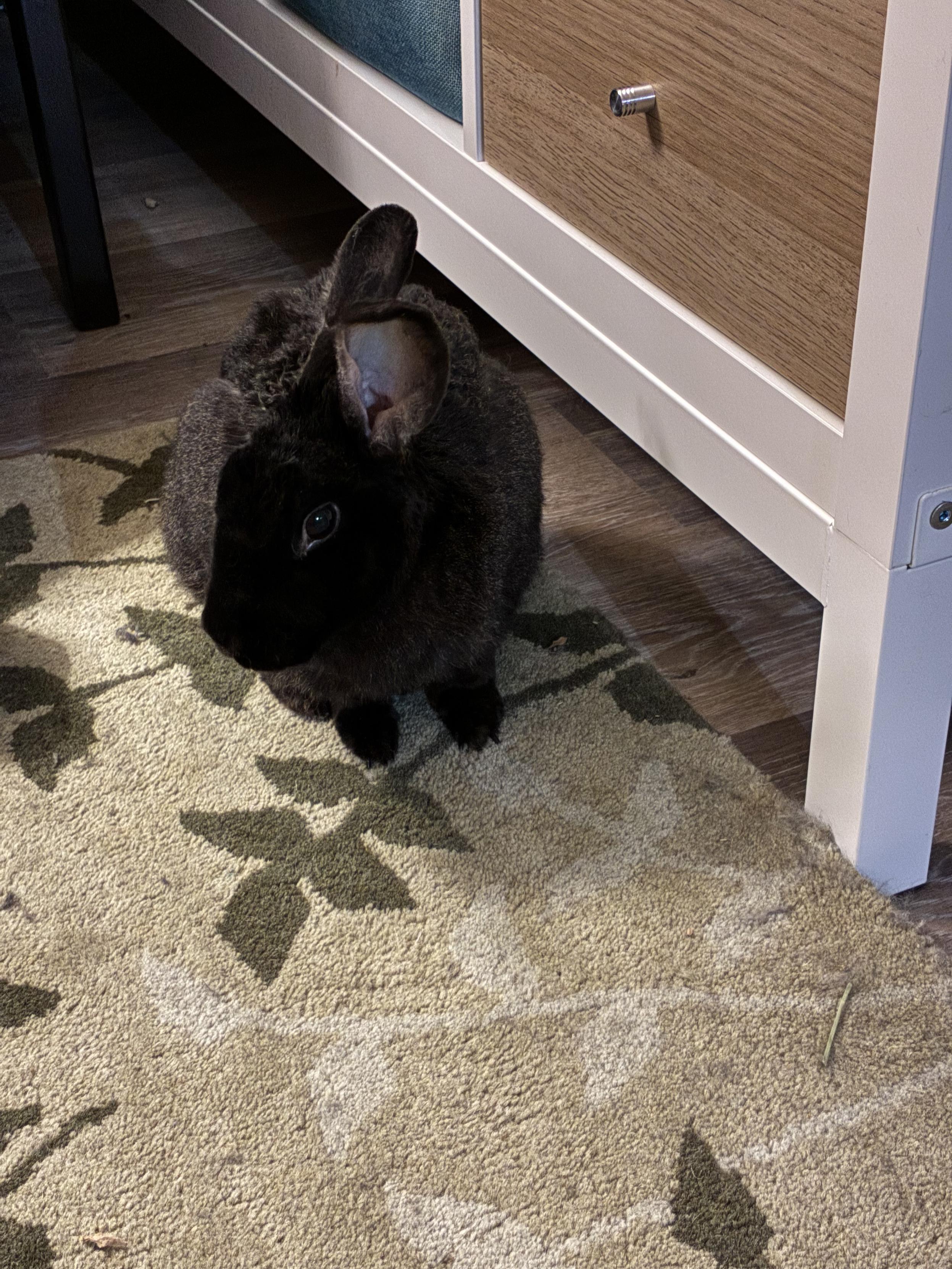 Nyssa, a black Rex rabbit, sitting with her head angled so the profile of her face is visible