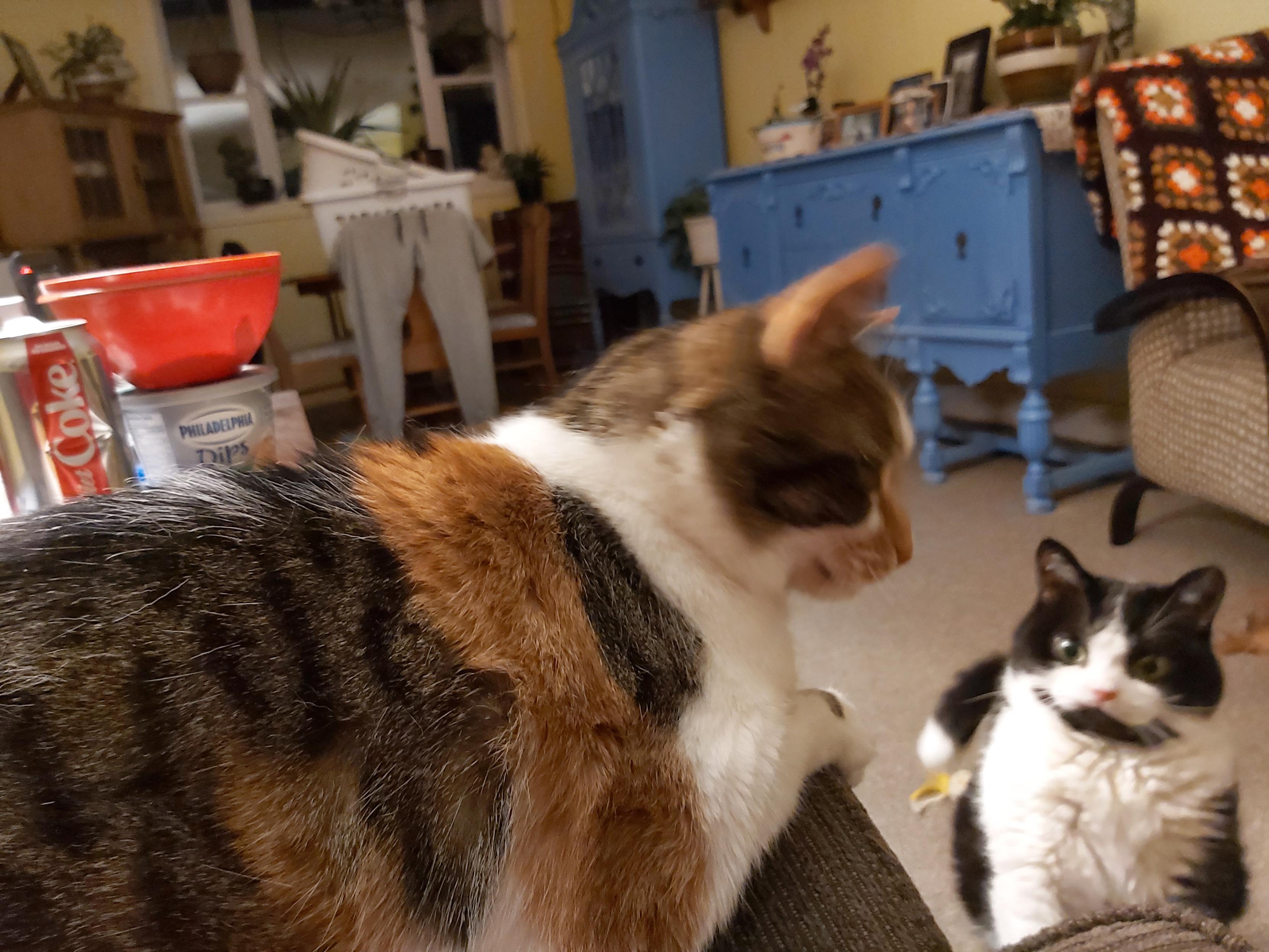 A calico cat lying along a couch armrest, and a squishy looking tuxedo on the floor looking up