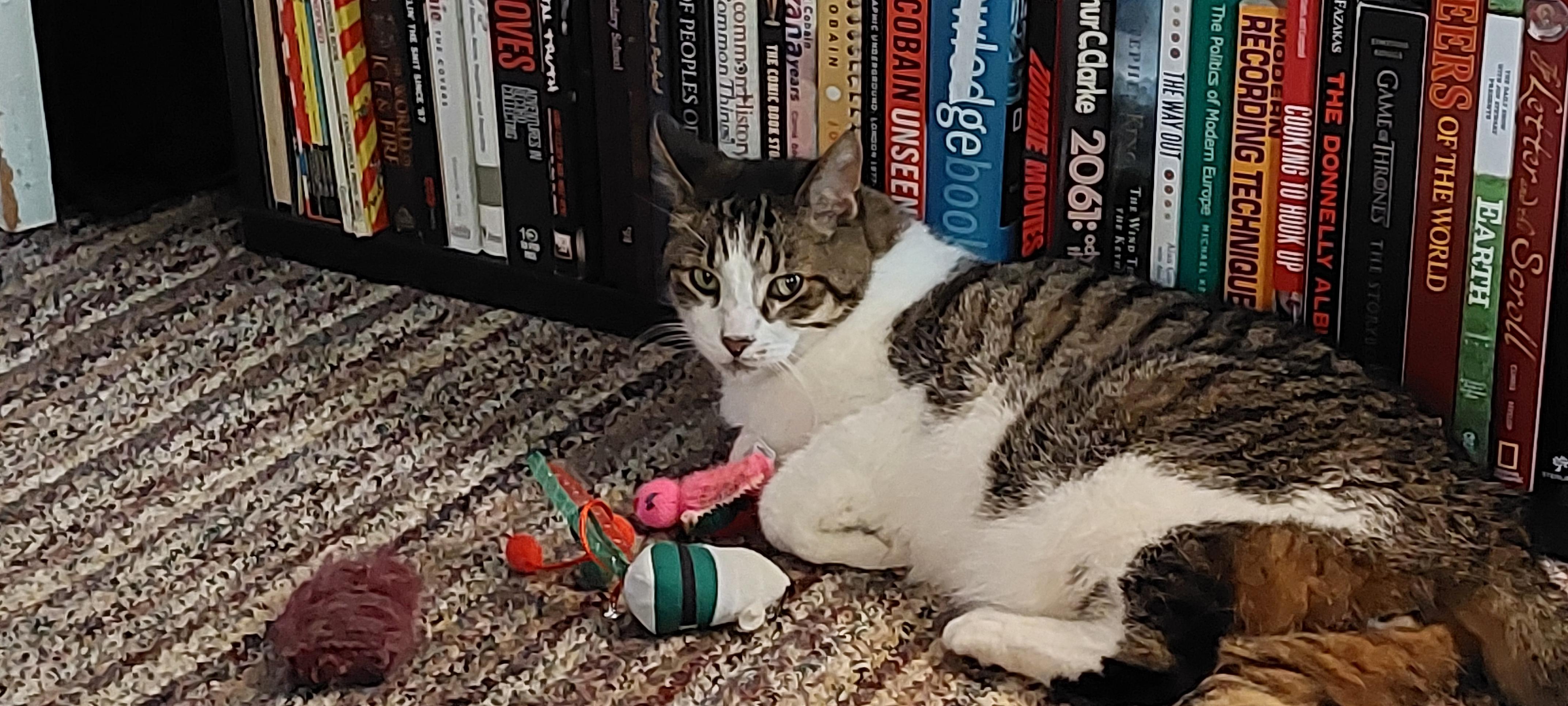 A grey and white sitting on his side near a pile of cat toys and in front of a bookshelf