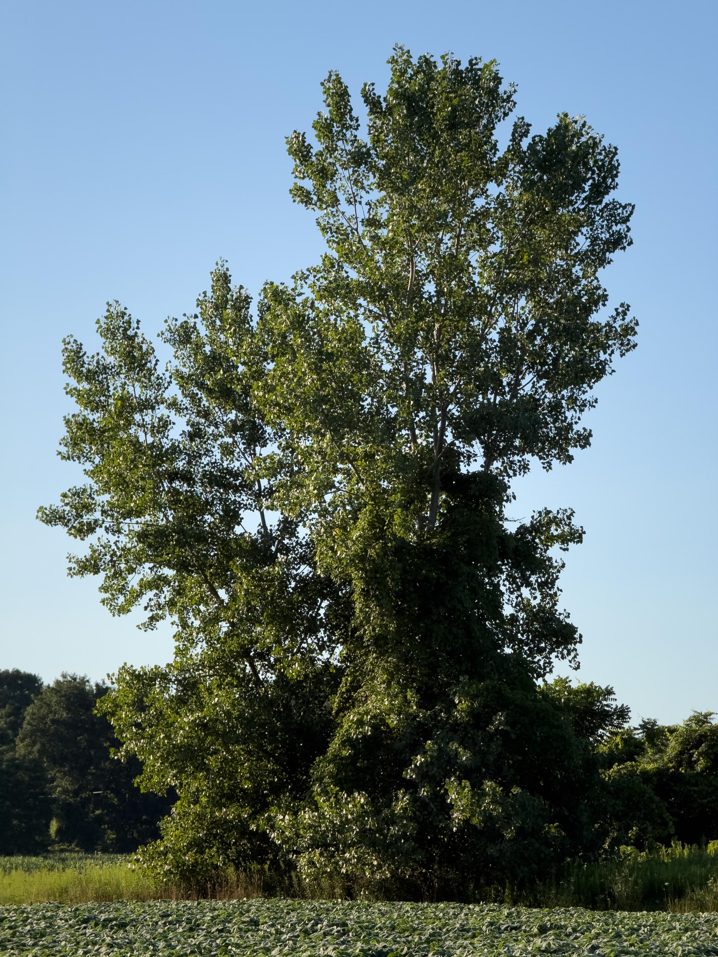 Eastern cottonwood with fox-grape vines. August 4, 2026, 7:13 am.

Phone | traditional treatment in LR/PS.