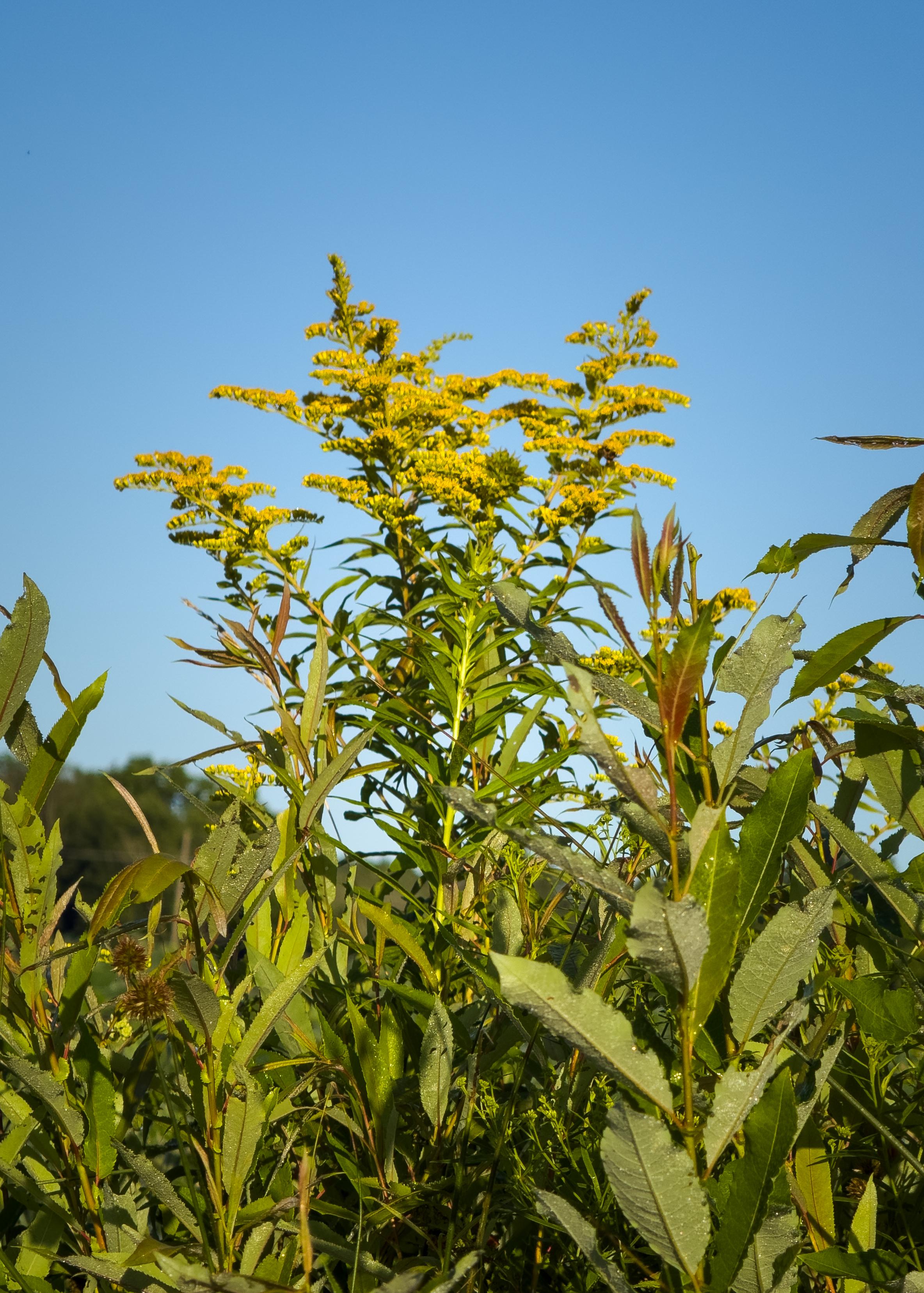 First goldenrod of the year. Aug 4, 2026, 7:16am. Town of Ulysses, Finger Lakes, upstate New York.

phone | traditional treatment in LR/PS