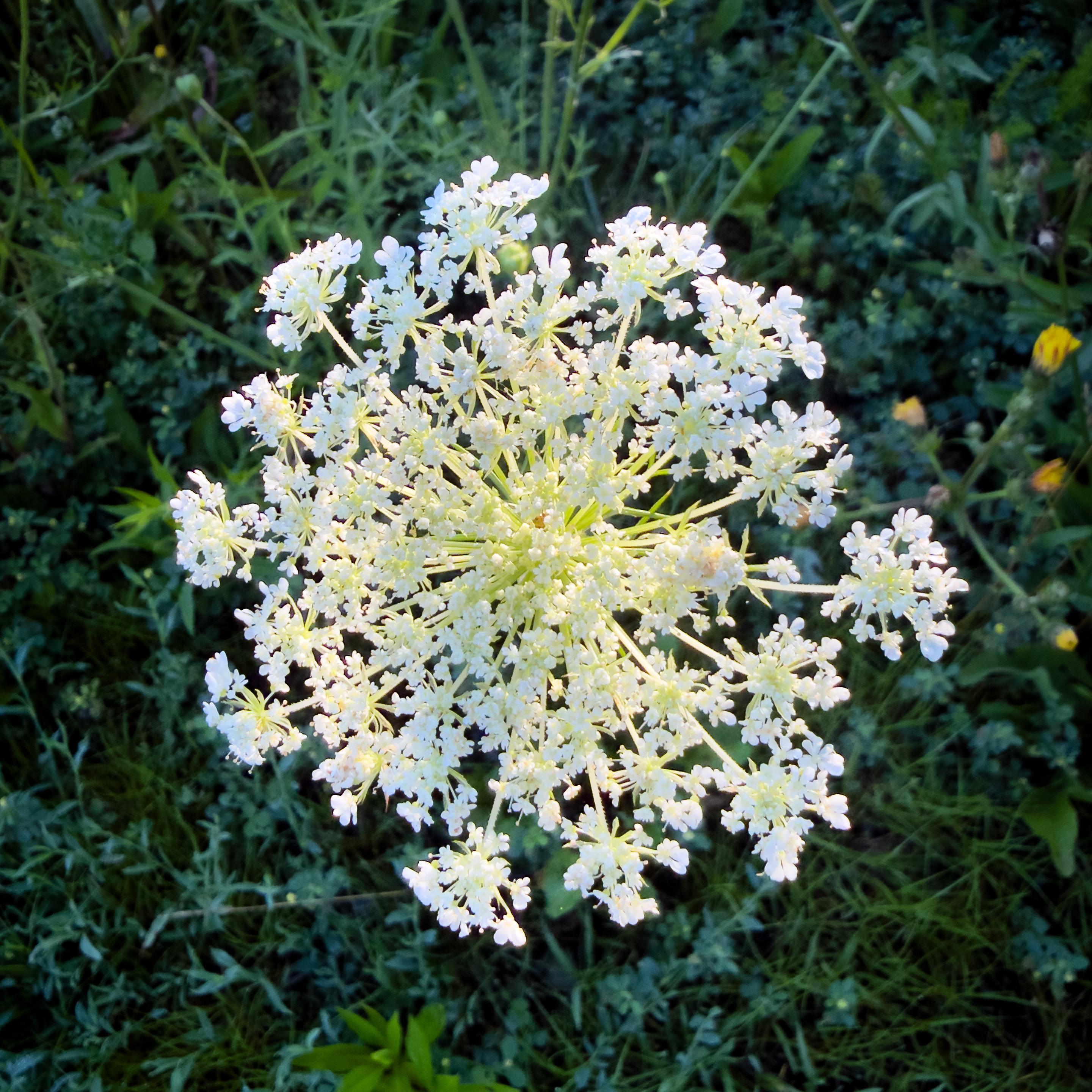 Wild carrot, early morning. August 4, 2026, 7:19 am.

Phone | traditional treatment in LR/PS