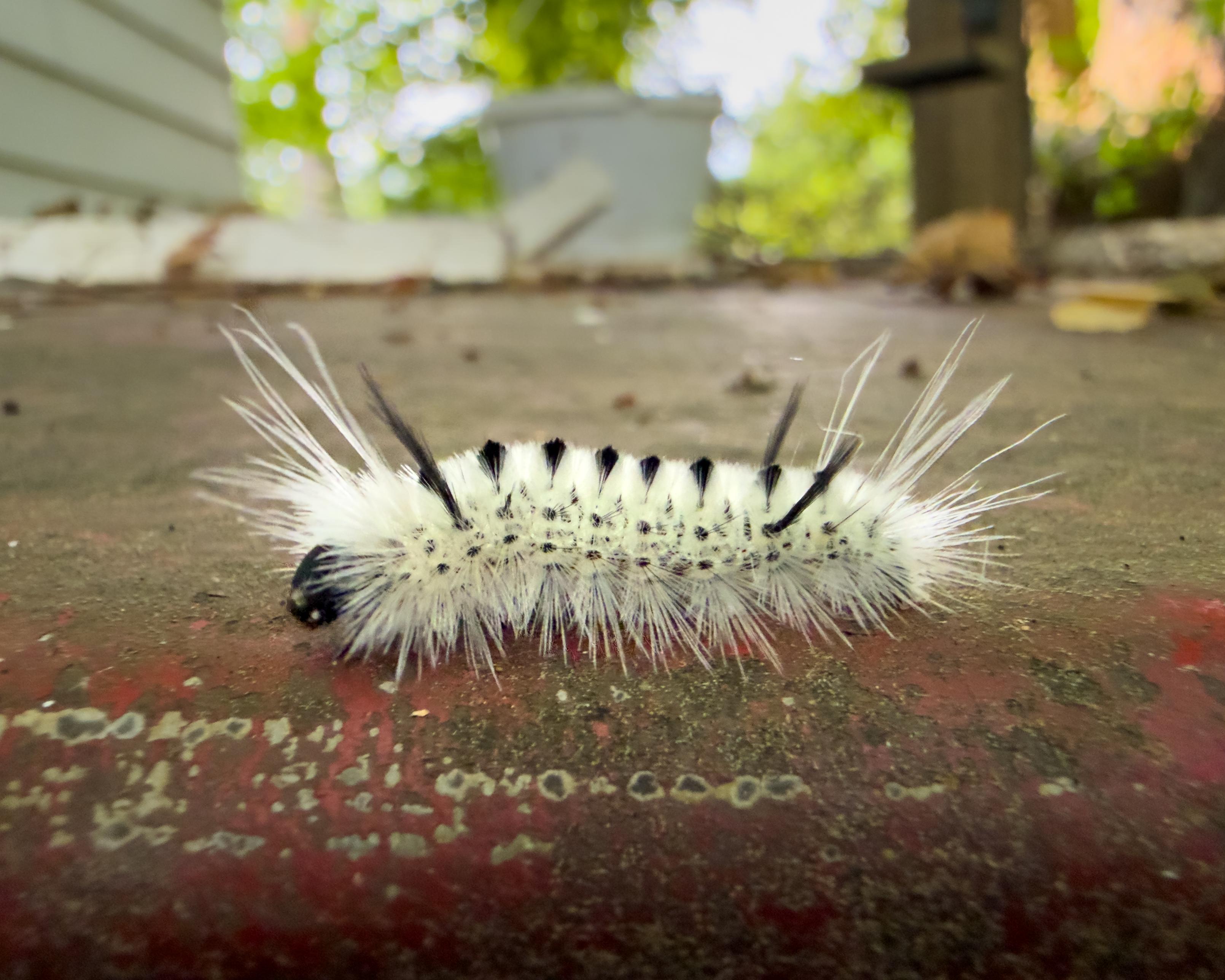 Hickory tiger moth caterpillar (lophocampa caryae, to be precise). Town of Ulysses, Finger Lakes, upstate New York. August 16, 2026, 9:40 am.

Phone photo | traditional treatment in LR/PS